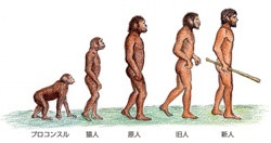 1 人類の出現と進化 人類の進化 流れ図世界史図録ヒストリカ 32頁 山川 二宮ictライブラリ