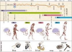 人類の進化と石器 骨角器の使用 高校世界史 12頁 カラー 山川 二宮ictライブラリ